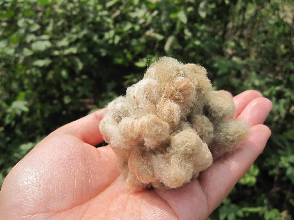 手のひらにのせた、茶色い和綿