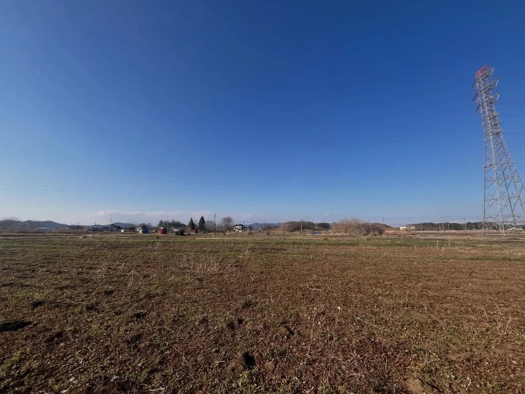 片付けを終え、冬の青空の下に広がる和綿の畑
